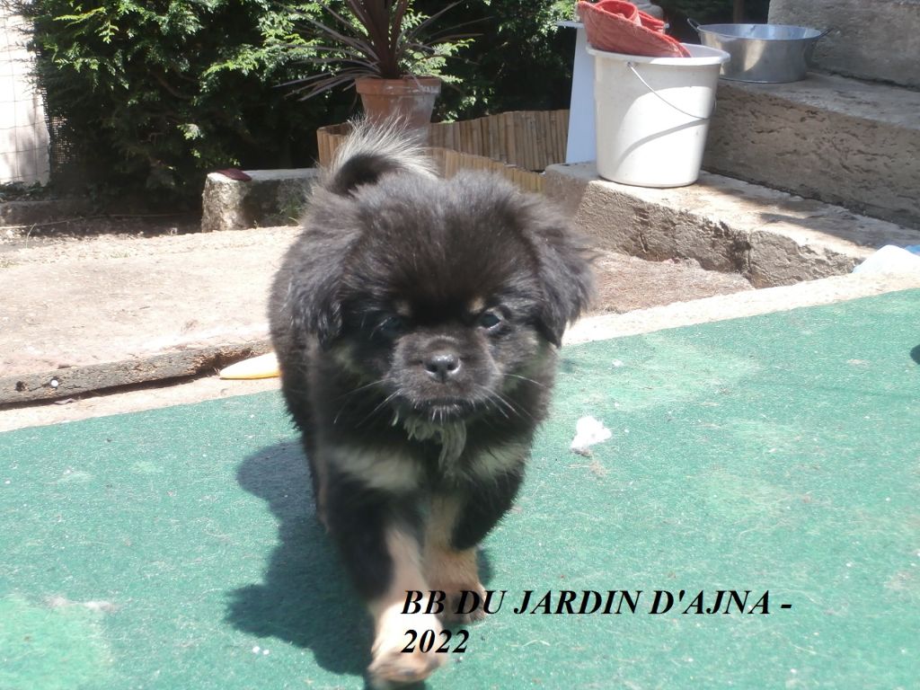 Du Jardin D'Ajna - Chiots disponibles - Epagneul tibetain