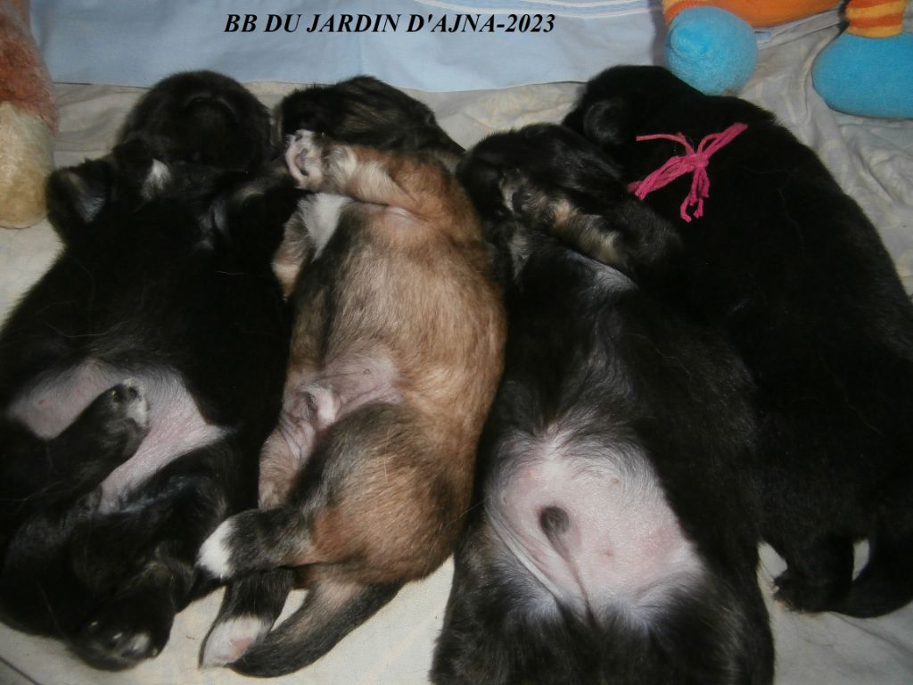 Du Jardin D'Ajna - Chiots disponibles - Epagneul tibetain